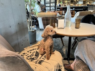 trex店内 with dog