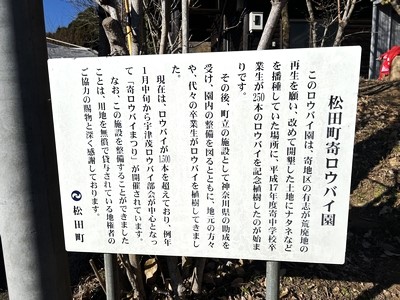 松田町寄ロウバイ園