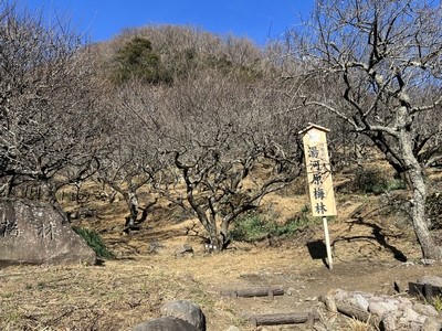 湯河原梅林