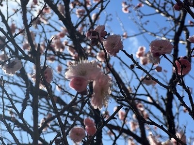 湯河原梅林の梅花