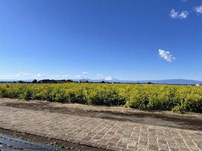 ソレイユの丘の菜の花と富士山