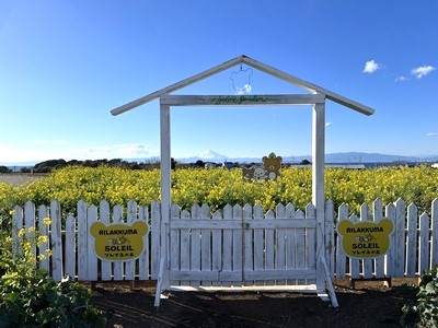 ソレイユの丘の菜の花畑と富士山