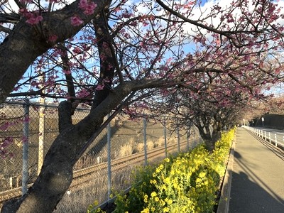 三浦海岸桜まつりの桜と菜の花