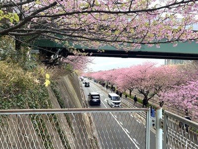 三浦海岸桜まつりの桜並木