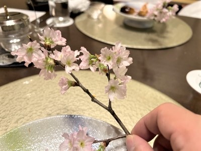 季節の花桜
