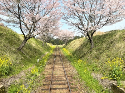 いすみ鉄道 桜並木と菜の花畑