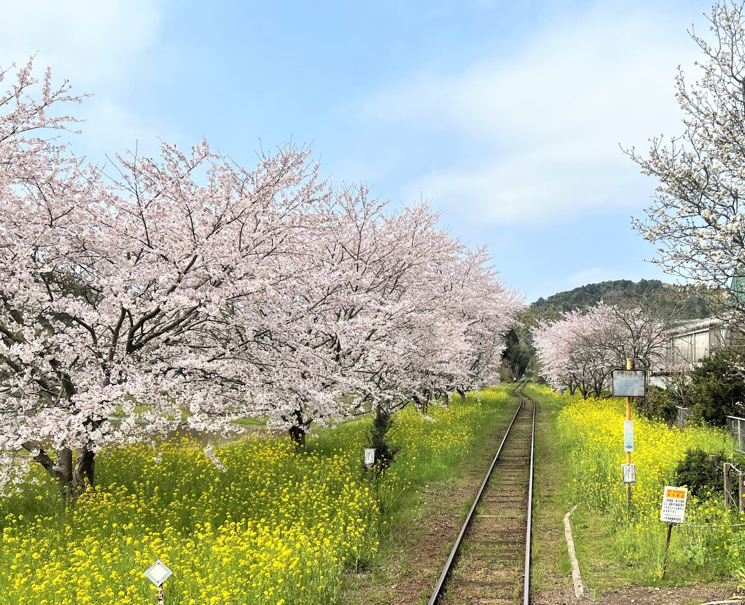 いすみ鉄道 春桜と菜の花