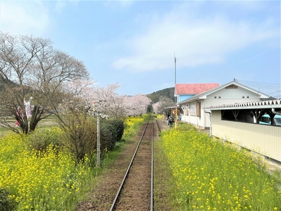 いすみ鉄道 桜並木と菜の花畑