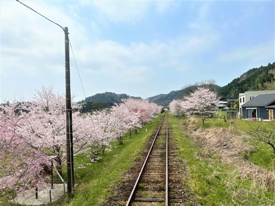 いすみ鉄道 桜並木