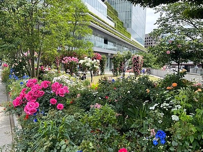 横浜市役所の花