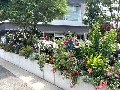 横浜市役所の花