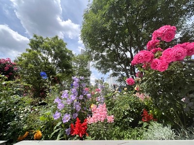 横浜市役所の花