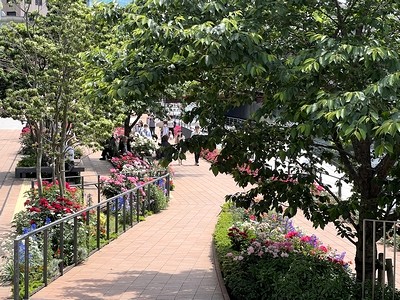 横浜市役所大岡川沿いの歩道