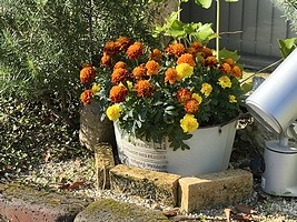 相談所前の花(マリーゴールド)