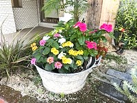 結婚相談所前の花壇に奇麗な花が咲いています♪