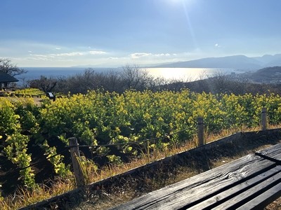 吾妻山公園の菜の花畑と相模湾