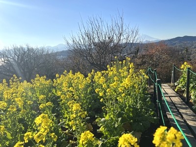 二宮町吾妻山公園の菜の花畑と富士山