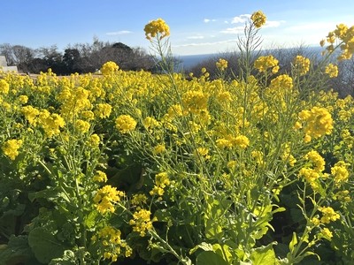 二宮町吾妻山公園の菜の花畑